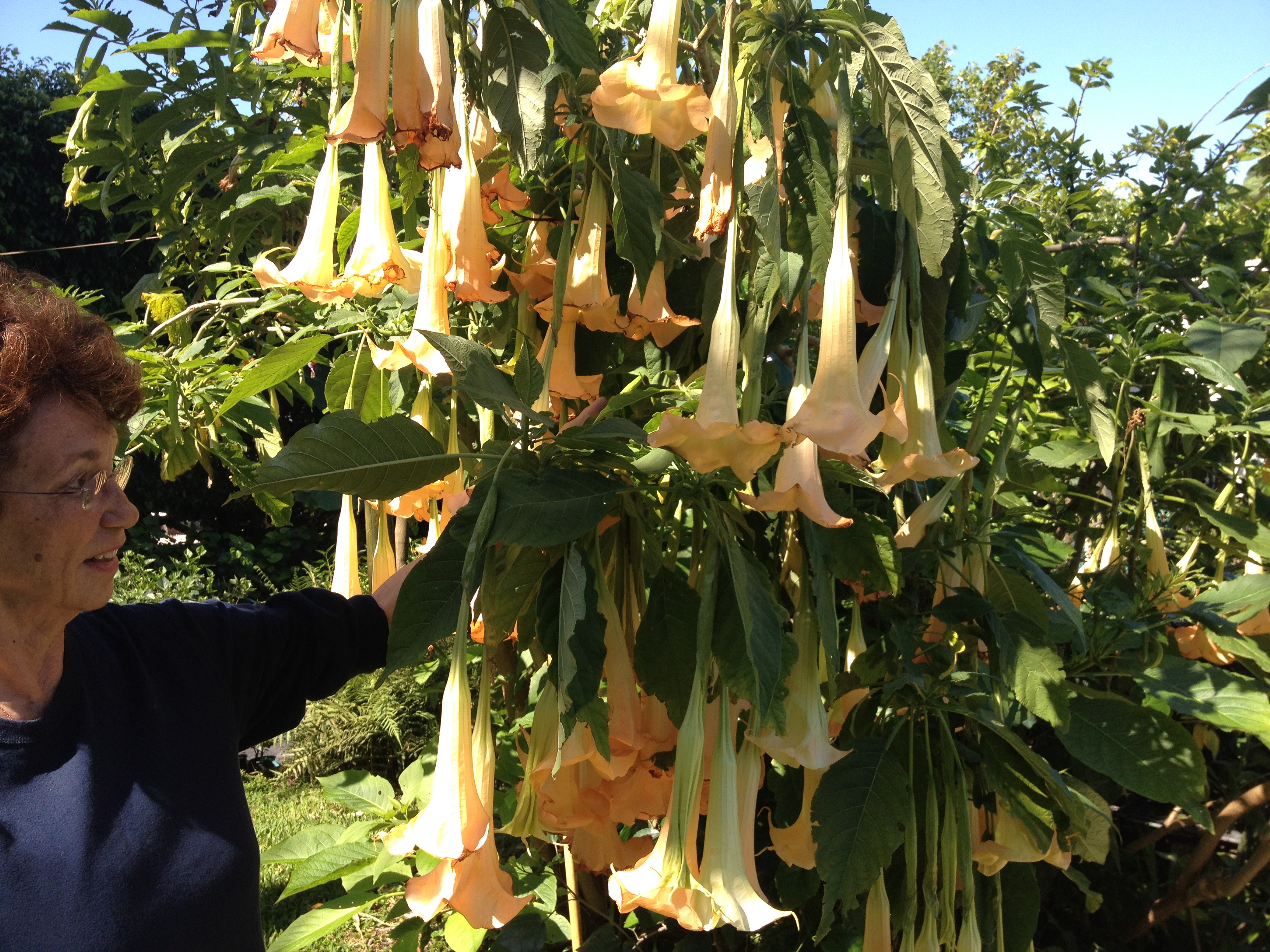 ANGELTrumpet narcotic smell